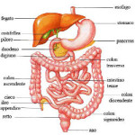apparato digerente