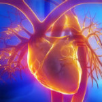Distrofia Miotonica - Il cuore